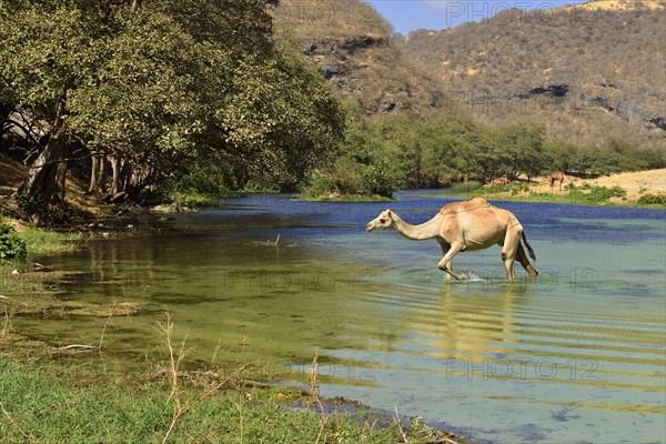 Arabian camel