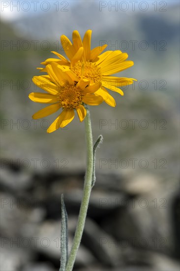 Senecio doronicum