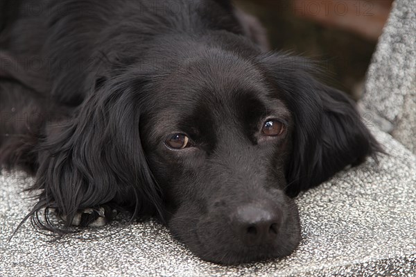 Young labrador mix