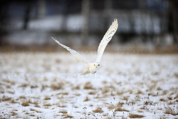 Snowy Owl