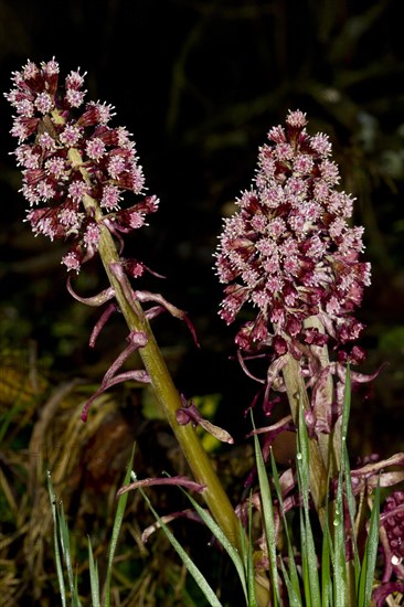 Butterbur