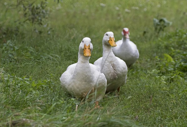 Two German Peking ducks