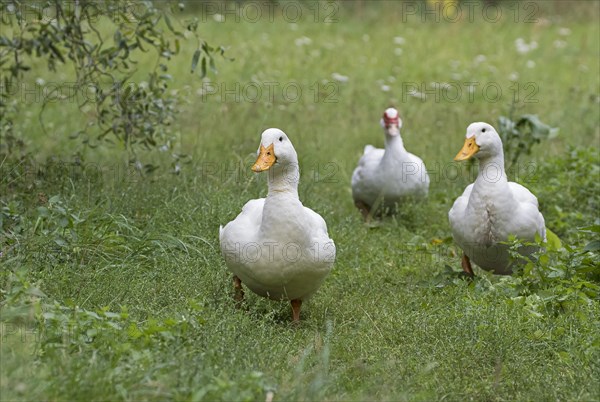 Two German Peking ducks