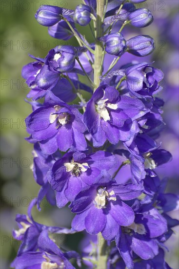 Larkspur