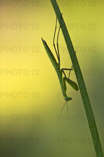 European mantis