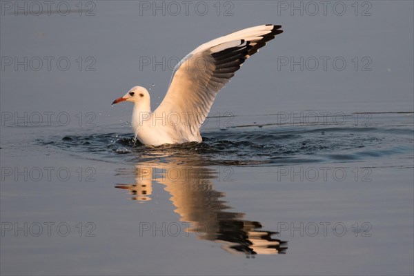 Black-headed gull