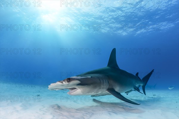 Great hammerhead