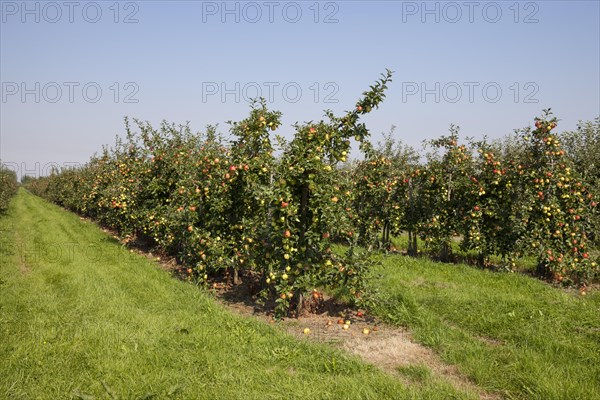 Apple trees