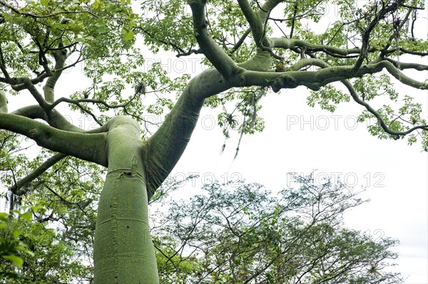 Ceiba Tree