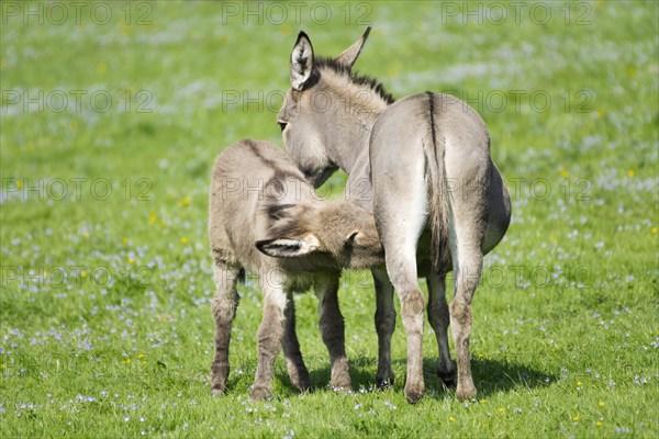 Domestic donkeys