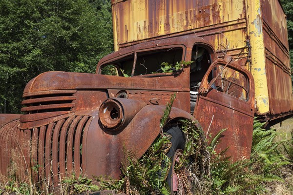 Plants growing out of vintage truck