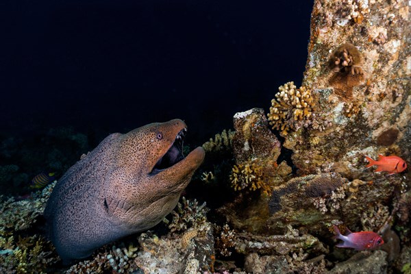 Giant Moray