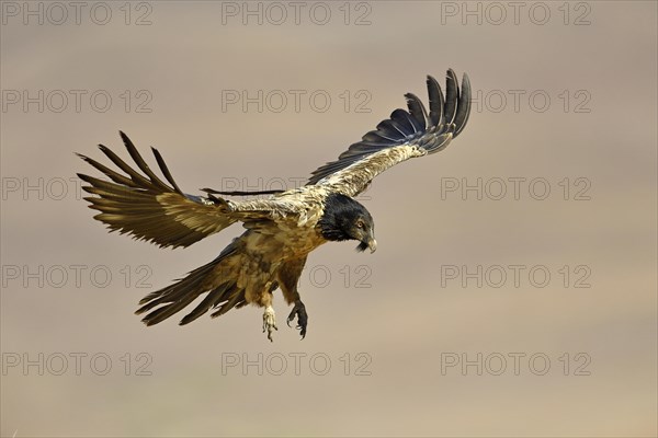 Young Bearded Vulture