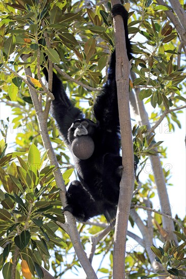 Siamang