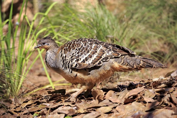 Mallee fowl