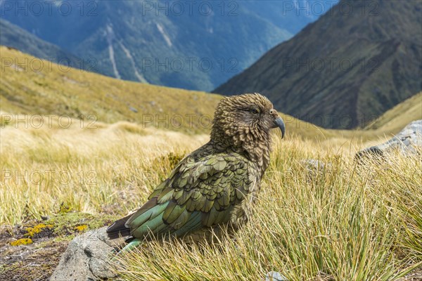 Mountain parrot