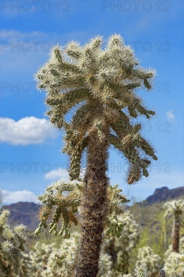 Teddy-bear cholla Cactus