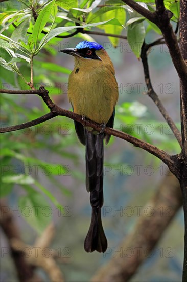 Blue-crowned motmot