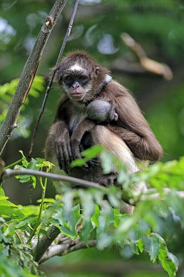 White-bellied spider monkey