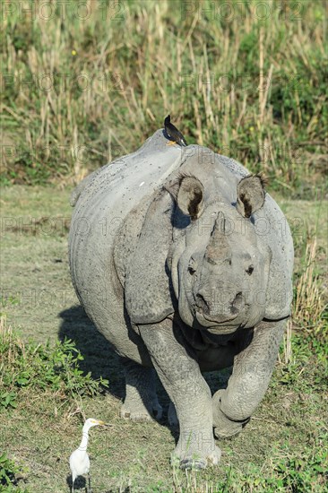 Indian rhinoceros