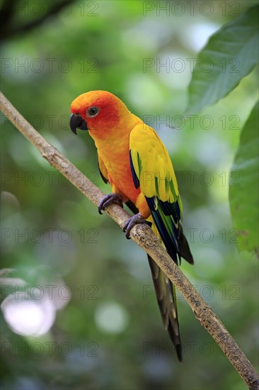 Sun conure