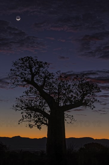 Baobab