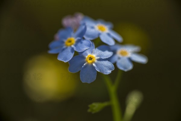 Water Forget-me-not