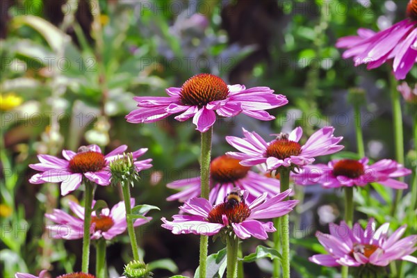 Narrow-leaved purple coneflower
