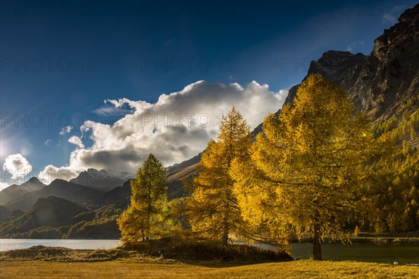 Autumnal discoloured Larches