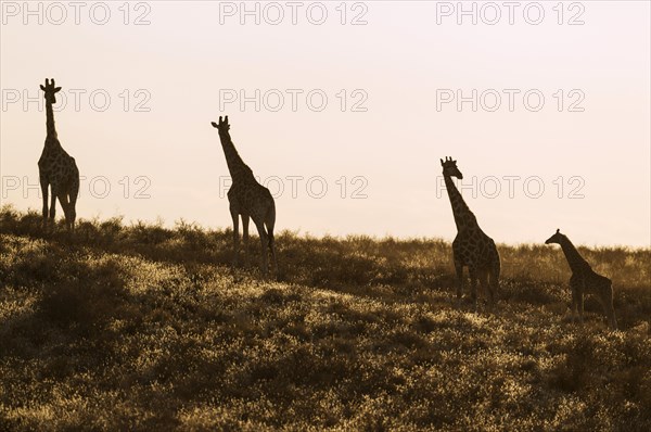 Southern Giraffes