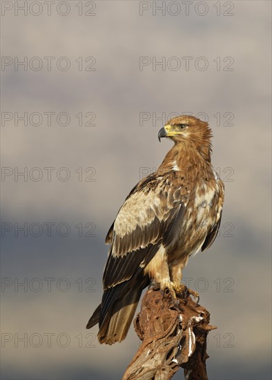 Tawny eagle