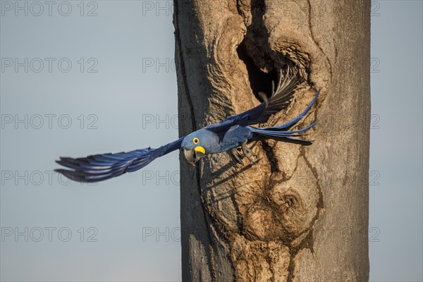 Hyacinth macaw