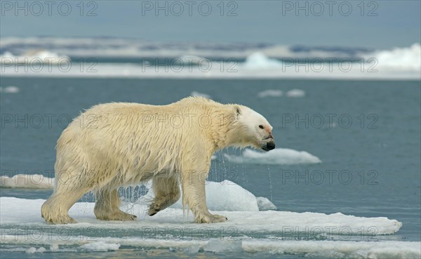 Polar bear