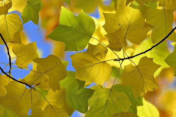 Tulip tree