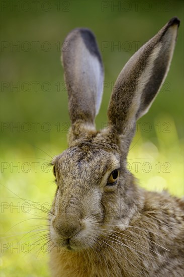 Hare