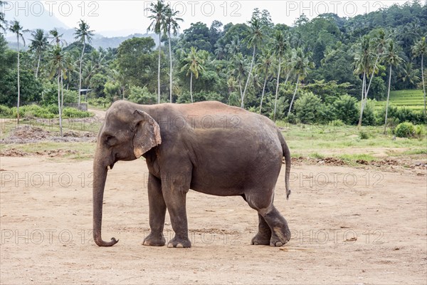 Asian elephant in front of palm forest