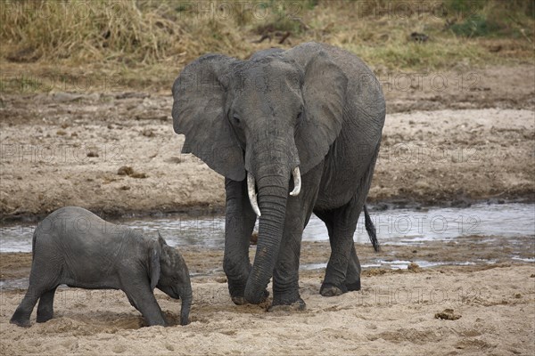 African bush elephants