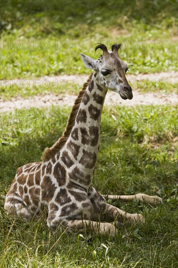 Young Rothschild's giraffe