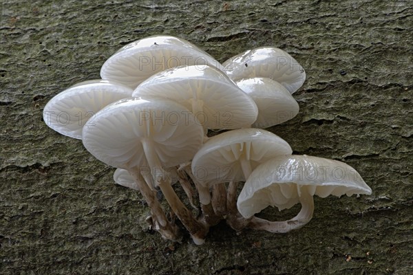 Porcelain fungi