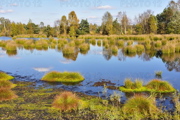 Moor pond with lakeshore bulrushes