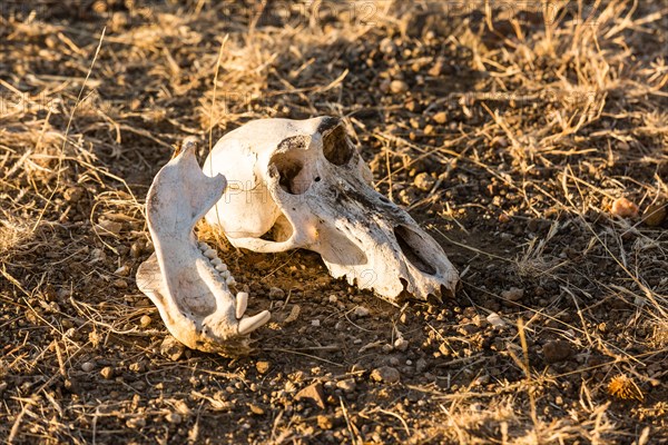 Animal skull