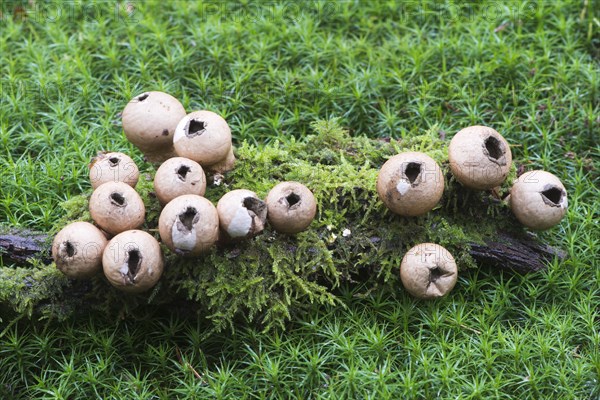 Pear-shaped puffballs