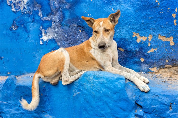 Street dog resting