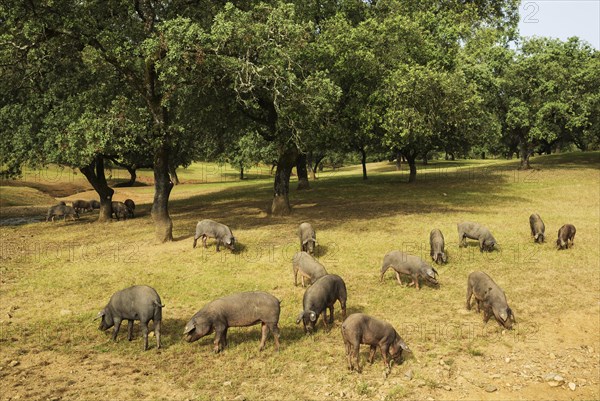 Grazing black Iberian pigs under holm oaks