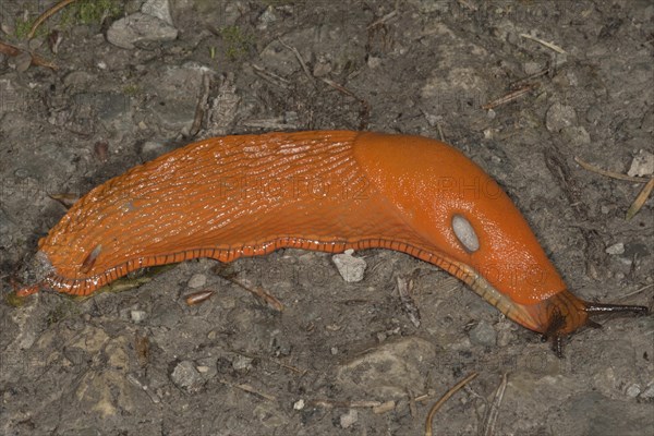 Red slug