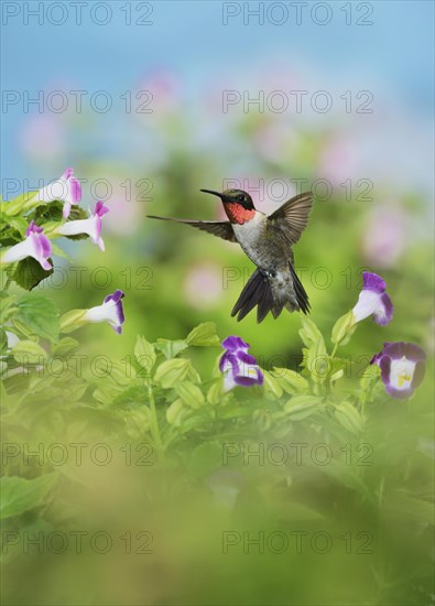 Ruby-throated Hummingbird