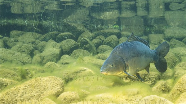 European carp