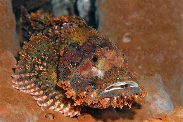 Tassled scorpionfish