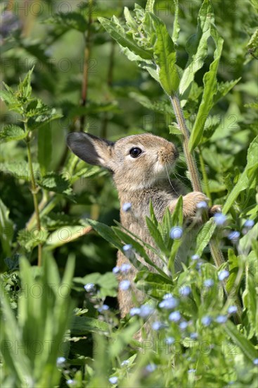 European rabbit