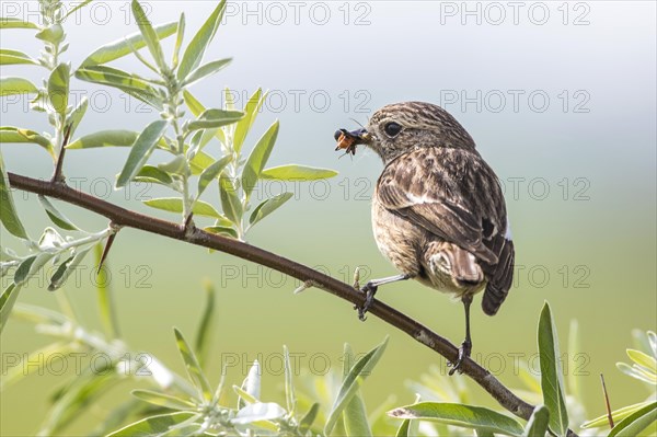 African stonechat